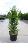 Taxus baccata