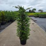 Taxus baccata
