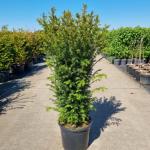 Taxus baccata