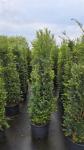 Taxus baccata