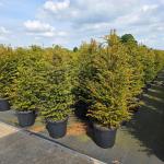 Taxus baccata