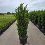 Taxus media 'Hillii'