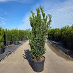 Taxus media 'Hillii'