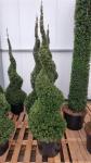 Taxus baccata, spiraal