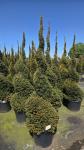 Taxus baccata, spiraal