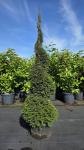 Taxus baccata, spiraal