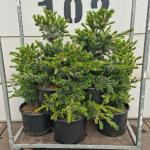 Pinus parv. 'Negishi'