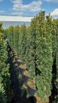 Taxus b. 'Fastigiata Robusta'