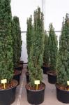 Taxus b. 'Fastigiata Robusta'