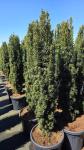 Taxus b. 'Fastigiata Robusta'