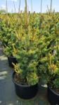 Pinus parv. 'Shizukagoten'