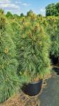 Pinus schwerinii 'Wiethorst'