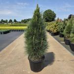 Pinus nigra 'Green Tower'