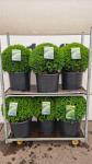 Taxus media 'Groenland', bol