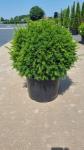 Taxus media 'Groenland', bol