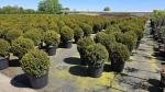 Taxus media 'Groenland'