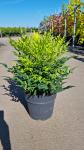 Nandina d. Magical Lemon & Lime