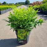 Nandina d. Magical Lemon & Lime