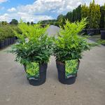 Nandina d. Magical Lemon & Lime