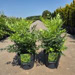 Nandina d. Magical Lemon & Lime