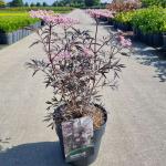 Sambucus nigra Black Lace