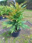 Mahonia media 'Winter Sun'