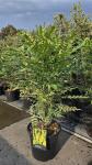 Mahonia media 'Winter Sun'