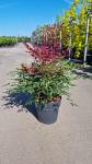 Nandina d. Obsessed