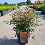 Nandina d. Obsessed