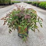 Nandina d. Obsessed