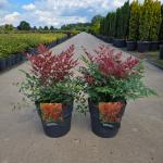Nandina d. Obsessed