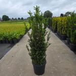 Taxus media 'Hillii'