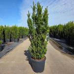 Taxus media 'Hillii'