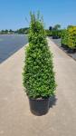 Ilex crenata 'Maxima', kegel