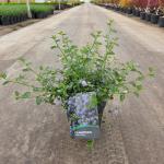 Ceanothus thyrsiflorus repens