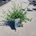 Ceanothus thyrsiflorus repens