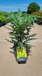 Mahonia media 'Winter Sun'