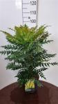 Mahonia media 'Winter Sun'