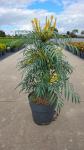 Mahonia Volcano