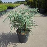 Mahonia Volcano