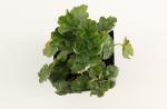 Heuchera sang. 'Leuchtkäfer'