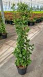 Ceanothus arboreus 'Trewithen Blue', 3 stok
