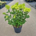 Hydrangea pan. Skyfall