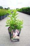 Hydrangea pan. Skyfall