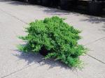 Juniperus procumbens 'Nana', breed