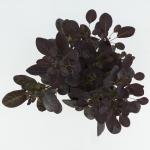 Cotinus cog. 'Royal Purple'