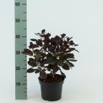 Cotinus cog. 'Royal Purple'