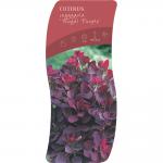 Cotinus cog. 'Royal Purple'