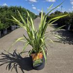 Phormium 'Yellow Wave'