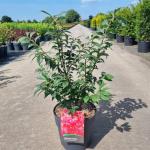 Euonymus alat. 'Compactus'